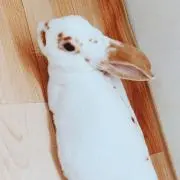 こまの画像