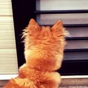 ナラムの画像