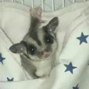 るもあ