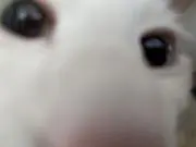 ほうれんそうたろう
