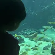 Mの画像