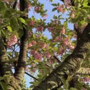 coの画像