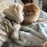 タヌ&リクの画像