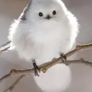 Rikaの画像