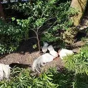 プロフ必読の画像