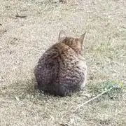 猫は液体　グッズ整理中の画像