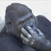 メダカゴリラ。