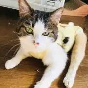 risaの画像