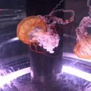 aoko⭐︎断捨離中⭐︎の画像