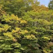 めいの画像