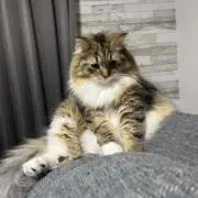もかぴす