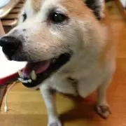 tnkの画像