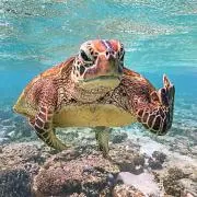 mumuの画像
