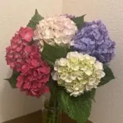 安心ルイボスティーの画像