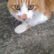 なたろーの画像