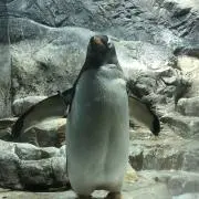 エネゴリの画像