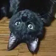 銀りらの画像