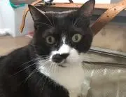 さく