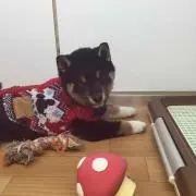 せい