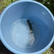 はなひこ