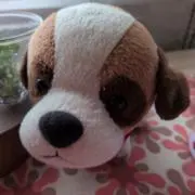 ともともの画像