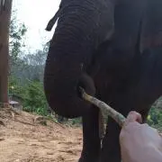たき