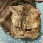 ミーコの画像