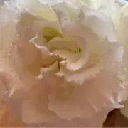 ゆうの画像