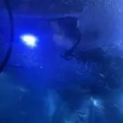 えだまめの画像