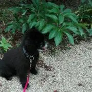 春