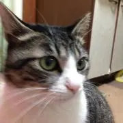 sa0to0si0の画像