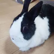 パンダうさぎの画像