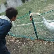 さかもと やまと