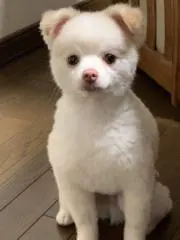 KEIKO