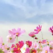 みみの画像