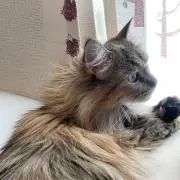 あひるの画像
