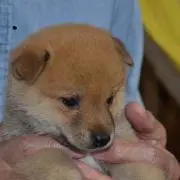 こーさん
