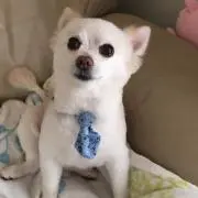 ルル