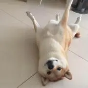 さかぐーぐるの画像