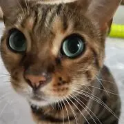 ねこねこの画像