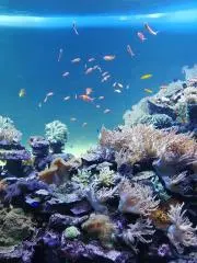 いちの画像