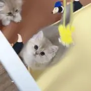 ^_^の画像