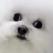 ぷぷぷの画像