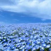 PAPICOの画像
