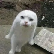 ガッツマンの画像