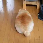 ゆうの画像