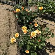 はなこの画像