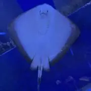 よこたんの画像