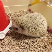おやす味噌