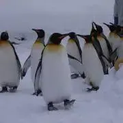 yucochaの画像